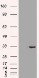 Anti-CDX2 antibody [1A3] used in Western Blot (WB). GTX84694