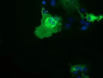 Anti-CD80 antibody [2E5] used in Immunocytochemistry/ Immunofluorescence (ICC/IF). GTX84700