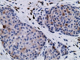 Anti-CD80 antibody [2B11] used in IHC (Paraffin sections) (IHC-P). GTX84701