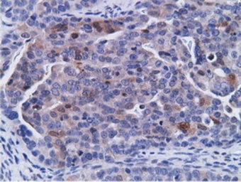 Anti-CD80 antibody [2B11] used in IHC (Paraffin sections) (IHC-P). GTX84701