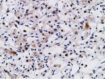 Anti-CD80 antibody [2B11] used in IHC (Paraffin sections) (IHC-P). GTX84701