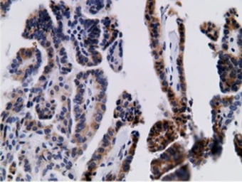 Anti-CD80 antibody [2B11] used in IHC (Paraffin sections) (IHC-P). GTX84701