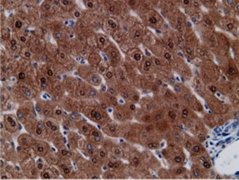 Anti-CD80 antibody [2B11] used in IHC (Paraffin sections) (IHC-P). GTX84701