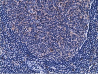 Anti-CD80 antibody [2B11] used in IHC (Paraffin sections) (IHC-P). GTX84701