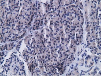 Anti-CD80 antibody [2B11] used in IHC (Paraffin sections) (IHC-P). GTX84701