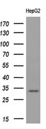 Anti-CD80 antibody [2B11] used in Western Blot (WB). GTX84701