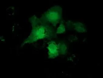 Anti-CBWD1 antibody [2D2] used in Immunocytochemistry/ Immunofluorescence (ICC/IF). GTX84727