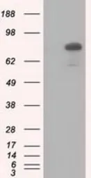 Anti-C17orf28 antibody [2F4] used in Western Blot (WB). GTX84750