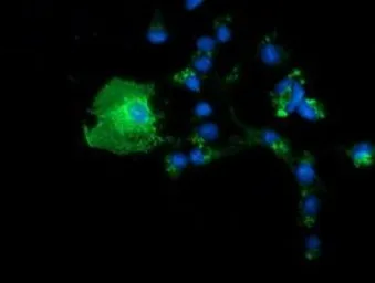 Anti-BTN1A1 antibody [3A12] used in Immunocytochemistry/ Immunofluorescence (ICC/IF). GTX84780