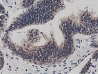 Anti-BTN1A1 antibody [7B5] used in IHC (Paraffin sections) (IHC-P). GTX84781