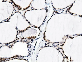 Anti-BTN1A1 antibody [7B5] used in IHC (Paraffin sections) (IHC-P). GTX84781