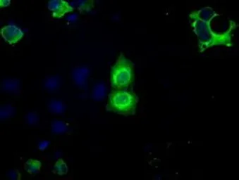 Anti-CD147 antibody [4E4] used in Immunocytochemistry/ Immunofluorescence (ICC/IF). GTX84798