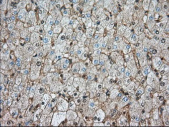 Anti-CD147 antibody [4E4] used in IHC (Paraffin sections) (IHC-P). GTX84798