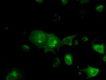 Anti-CD147 antibody [7A7] used in Immunocytochemistry/ Immunofluorescence (ICC/IF). GTX84800