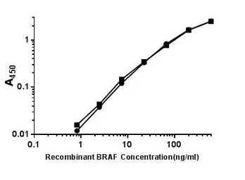 Anti-B-Raf antibody [4B2] used in ELISA (ELISA). GTX84814