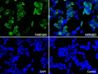 Anti-Survivin antibody [2D9] used in Immunocytochemistry/ Immunofluorescence (ICC/IF). GTX84824