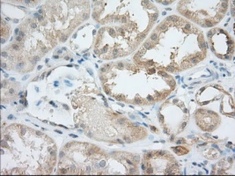 Anti-Survivin antibody [2D9] used in IHC (Paraffin sections) (IHC-P). GTX84824