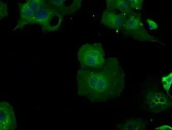 Anti-BHMT antibody [10B3] used in Immunocytochemistry/ Immunofluorescence (ICC/IF). GTX84827