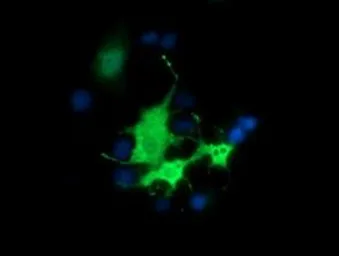 Anti-Bestrophin 3 antibody [3B11] used in Immunocytochemistry/ Immunofluorescence (ICC/IF). GTX84829
