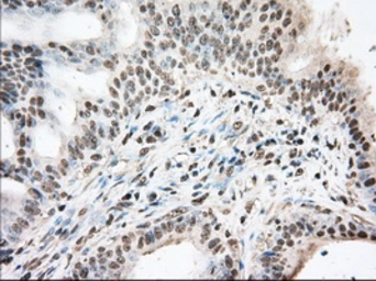Anti-BAT1 antibody [2C5] used in IHC (Paraffin sections) (IHC-P). GTX84837