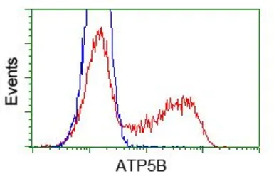 Anti-ATP5B antibody [5G2] used in Flow cytometry (FCM). GTX84841