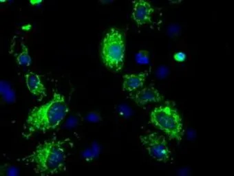 Anti-ATP5B antibody [7F4] used in Immunocytochemistry/ Immunofluorescence (ICC/IF). GTX84843