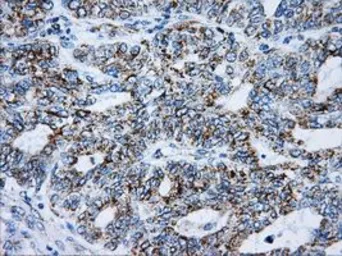 Anti-ATP5B antibody [7F4] used in IHC (Paraffin sections) (IHC-P). GTX84843