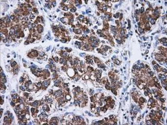 Anti-ATP5B antibody [7F4] used in IHC (Paraffin sections) (IHC-P). GTX84843