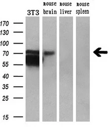 Anti-BMAL1 antibody [3G9] used in Western Blot (WB). GTX84851