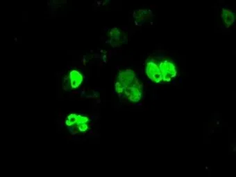 Anti-BMAL1 antibody [1C11] used in Immunocytochemistry/ Immunofluorescence (ICC/IF). GTX84852