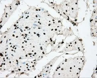 Anti-BMAL1 antibody [1C11] used in IHC (Paraffin sections) (IHC-P). GTX84852