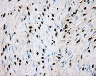 Anti-BMAL1 antibody [1C11] used in IHC (Paraffin sections) (IHC-P). GTX84852