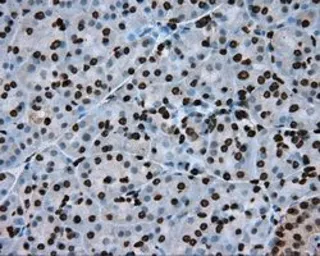 Anti-BMAL1 antibody [1C11] used in IHC (Paraffin sections) (IHC-P). GTX84852