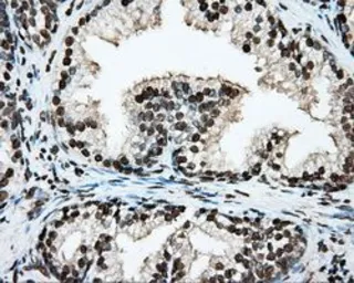Anti-BMAL1 antibody [1C11] used in IHC (Paraffin sections) (IHC-P). GTX84852