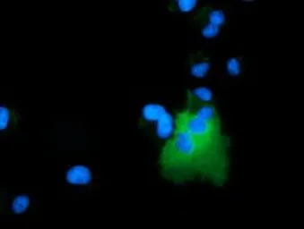 Anti-ARHGAP25 antibody [12E6] used in Immunocytochemistry/ Immunofluorescence (ICC/IF). GTX84868