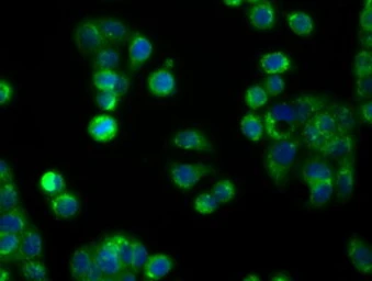 Anti-APP antibody [2B10] used in Immunocytochemistry/ Immunofluorescence (ICC/IF). GTX84877