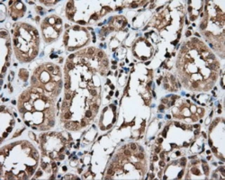 Anti-APP antibody [2B10] used in IHC (Paraffin sections) (IHC-P). GTX84877