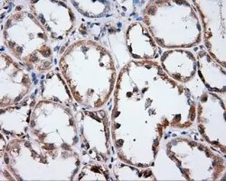 Anti-Annexin A1 antibody [3A8] used in IHC (Paraffin sections) (IHC-P). GTX84886