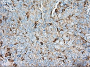 Anti-ALDH3A1 antibody [1B6] used in IHC (Paraffin sections) (IHC-P). GTX84889