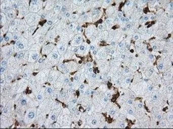Anti-ALDH3A1 antibody [1B6] used in IHC (Paraffin sections) (IHC-P). GTX84889