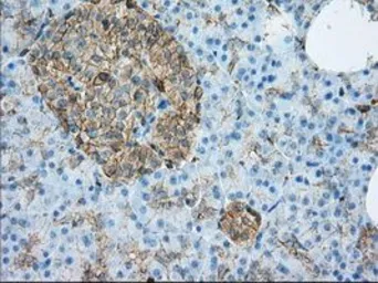 Anti-ALDH3A1 antibody [1B6] used in IHC (Paraffin sections) (IHC-P). GTX84889