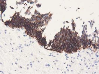Anti-ALDH1L1 antibody [6A10] used in IHC (Paraffin sections) (IHC-P). GTX84891