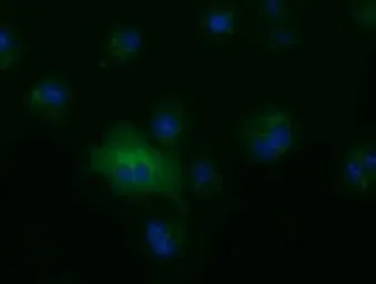 Anti-ALDH1L1 antibody [7B7] used in Immunocytochemistry/ Immunofluorescence (ICC/IF). GTX84895