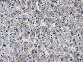 Anti-AKR1A1 antibody [4G2] used in IHC (Paraffin sections) (IHC-P). GTX84912