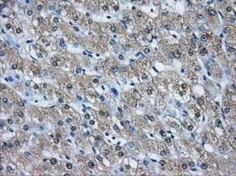 Anti-AKR1A1 antibody [8H2] used in IHC (Paraffin sections) (IHC-P). GTX84915