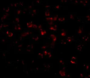 Anti-Bim antibody [1C2C8] used in Immunocytochemistry/ Immunofluorescence (ICC/IF). GTX84981