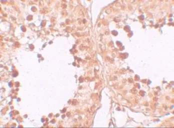 Anti-CRISP2 antibody used in IHC (Paraffin sections) (IHC-P). GTX85002