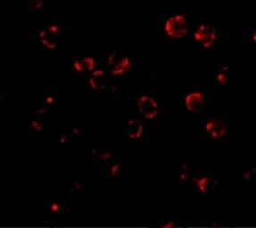 Anti-RNAse H2A antibody used in Immunocytochemistry/ Immunofluorescence (ICC/IF). GTX85020