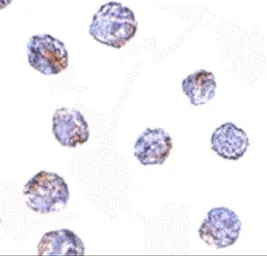 Anti-MARCH8 antibody used in Immunocytochemistry/ Immunofluorescence (ICC/IF). GTX85022