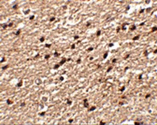 Anti-STK39 antibody used in IHC (Paraffin sections) (IHC-P). GTX85024